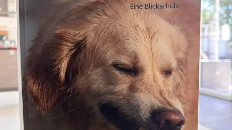 Wie sehen Hunde eigentlich?