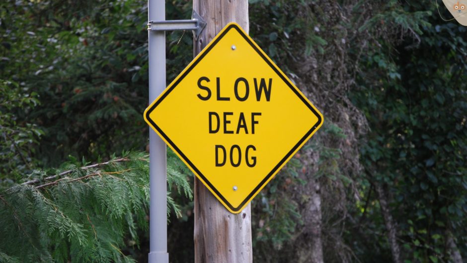 Warnschild Slow Deaf Dog