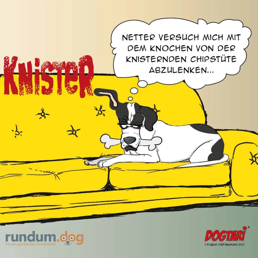 Schwarz-weisser Hund liegt auf gelbem Sofa mit Knochen im Maul, spricht in Gedankenblasen