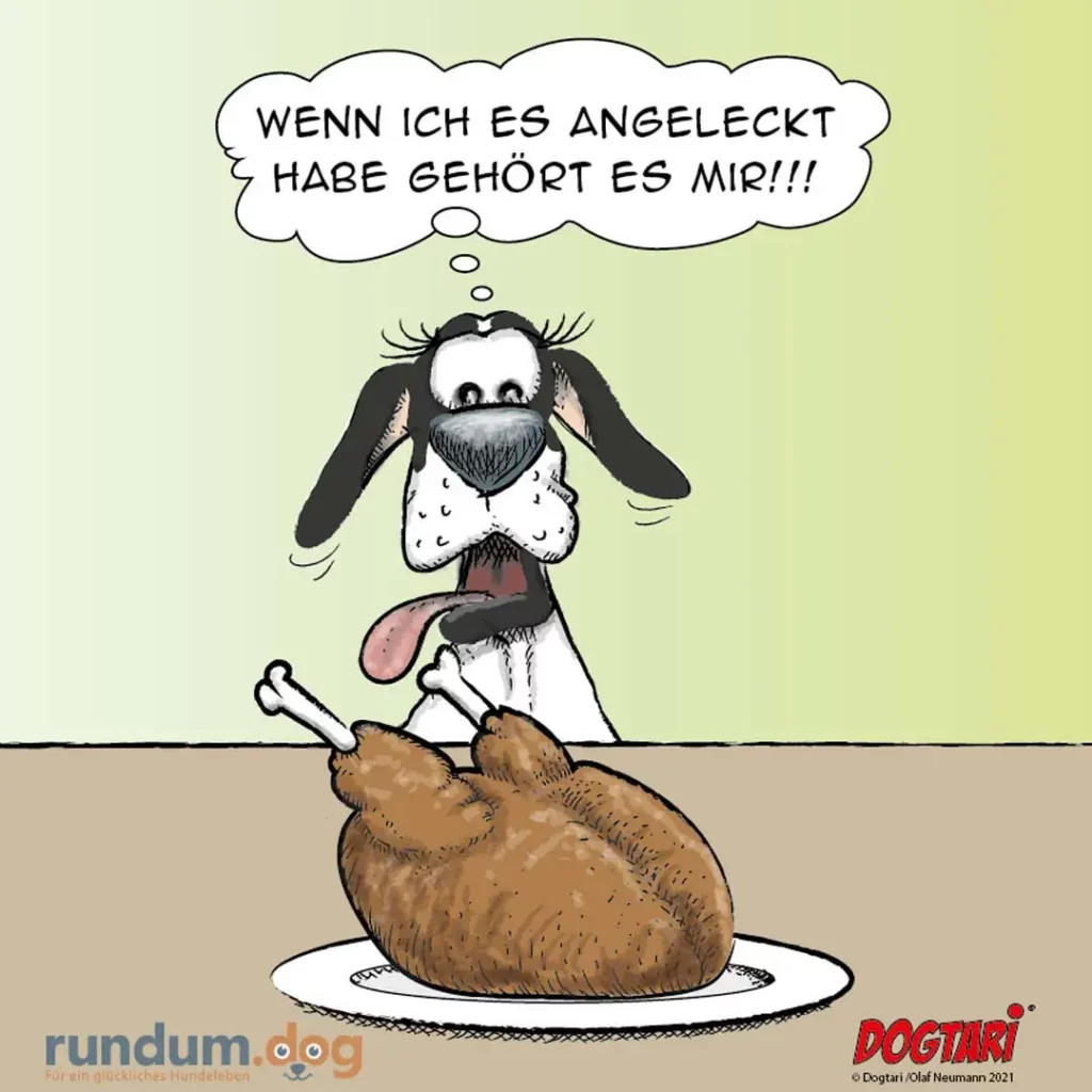Hund mit langen Ohren sitzt hinter einer Schüssel mit Fleisch und denkt: 'Wenn ich es angeleckt habe gehört es mir!!!'