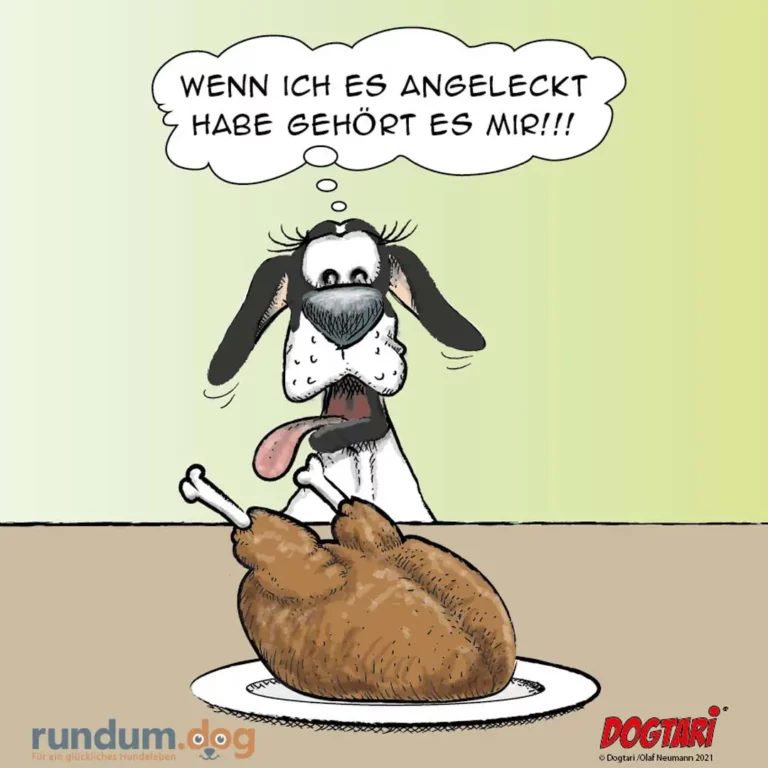 Hund mit langen Ohren sitzt hinter einer Schüssel mit Fleisch und denkt: 'Wenn ich es angeleckt habe gehört es mir!!!'