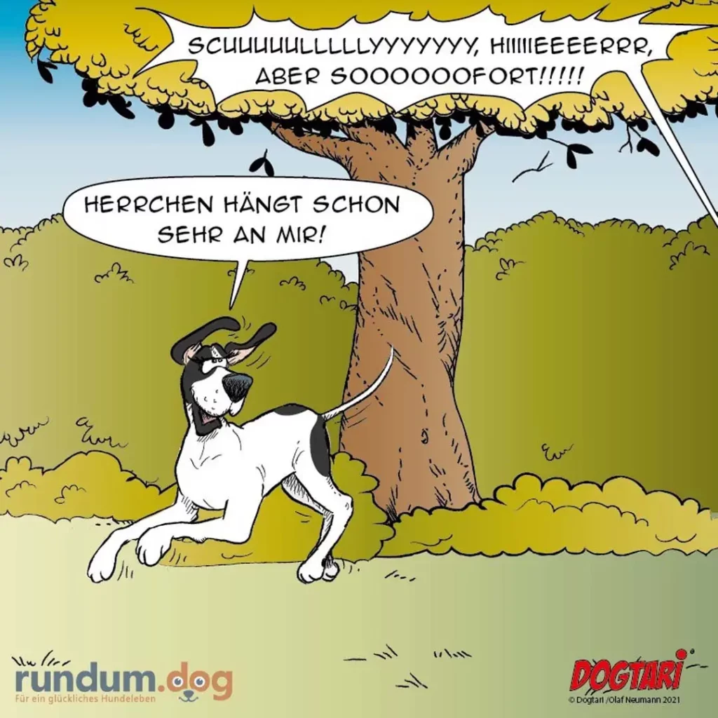 Schwarz-weisser Hund an der Leine unter einem Baum mit gelben Blüten, schaut verzweifelt nach oben