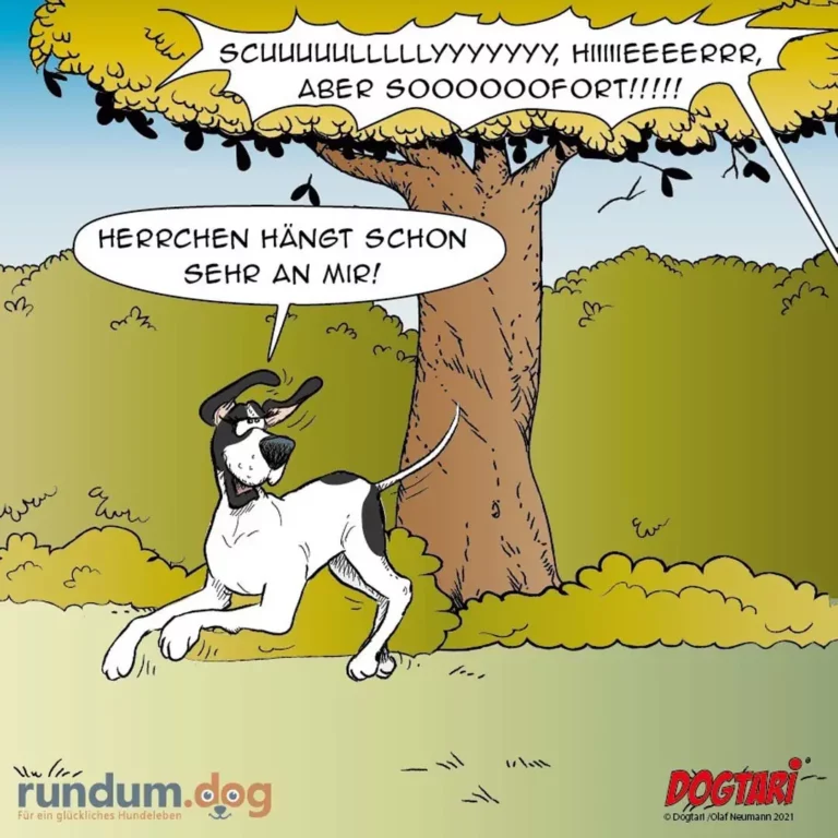 Schwarz-weisser Hund an der Leine unter einem Baum mit gelben Blüten, schaut verzweifelt nach oben