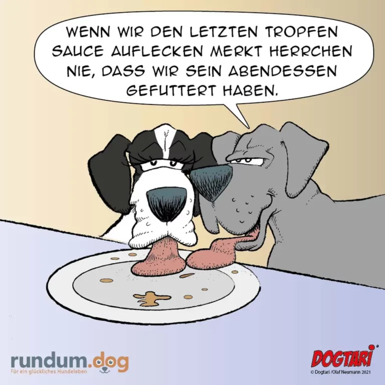 Zwei Hunde essen aus einem Napf, einer spricht zu seinem Begleiter und deutet auf die Sauce
