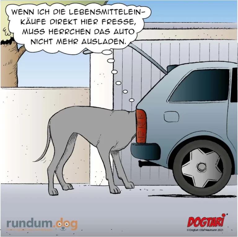 Hund steht neben Auto an Garage und sagt: Wenn ich die Lebensmitteleinkäufe direkt hier fresse, muss Herrchen das Auto nicht mehr ausladen.