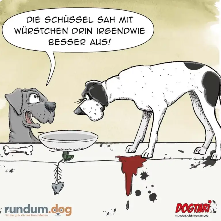 Zwei Hunde beim Fressen: grauer Hund sitzt vor Napf und schaut den weissen Hund an, dieser präsentiert stolz eine Wurst mit Blut, darunter Blutflecken auf dem Boden