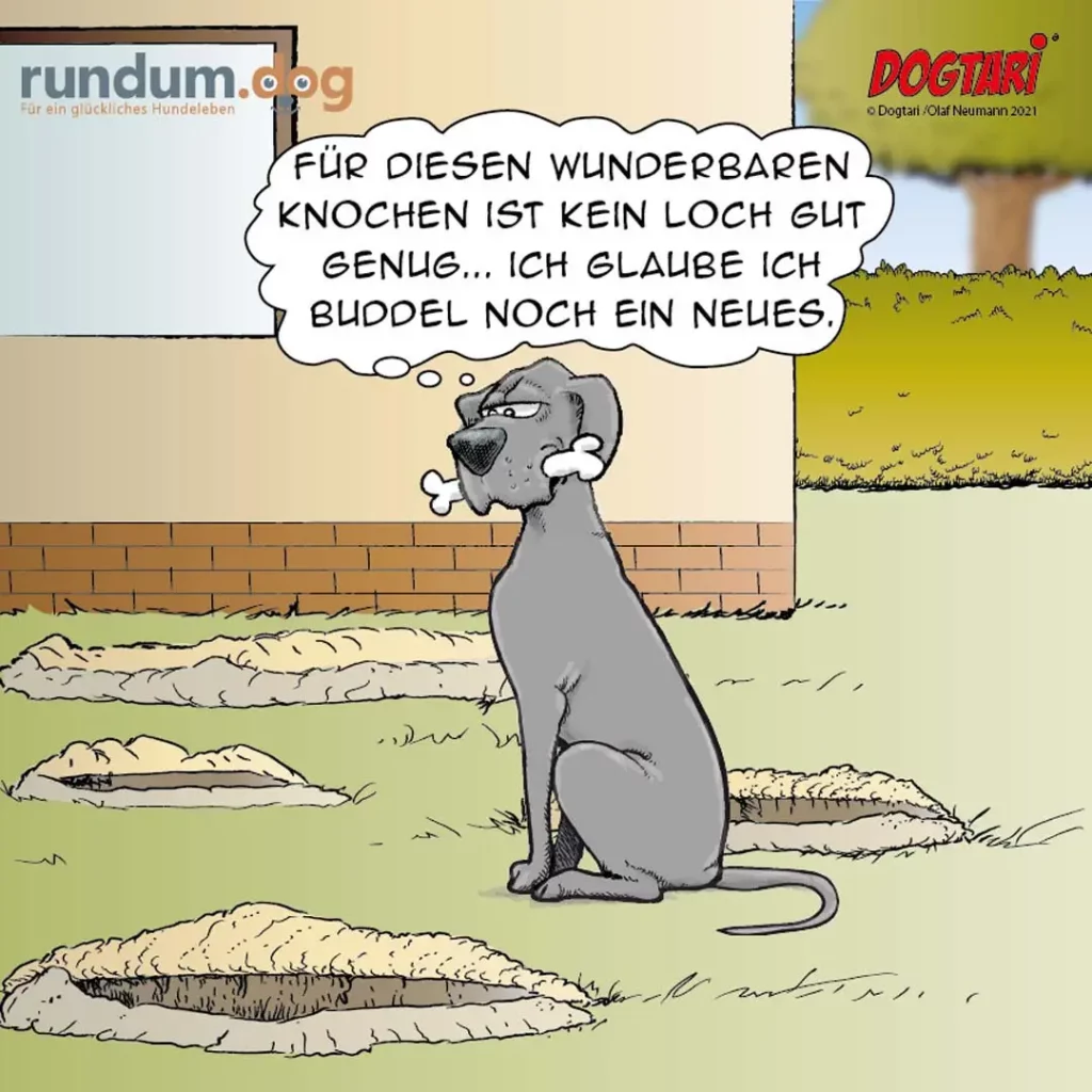 Grauer Hund sitzt in Garten umgeben von Löchern, denkt sich: «Für diesen wunderbaren Knochen ist kein Loch gut genug – ich glaube ich buddel noch ein neues.»