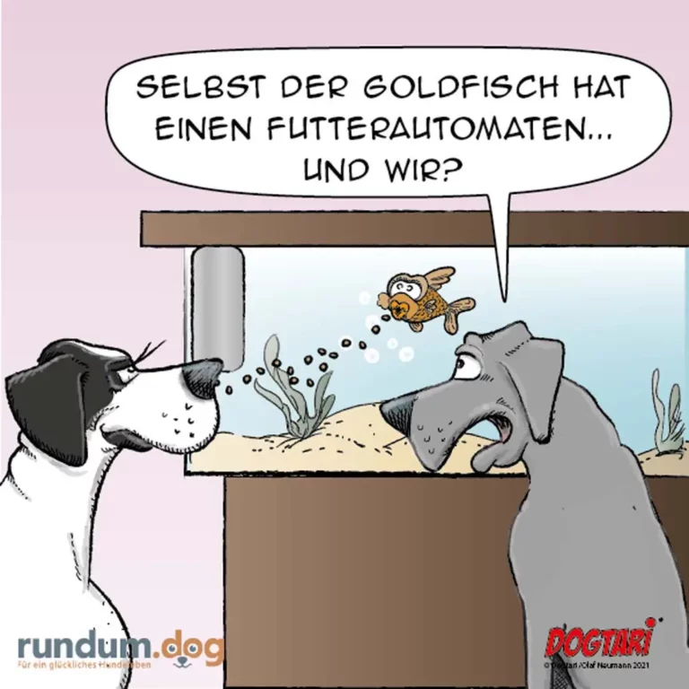Zwei Hunde blicken in ein Aquarium mit Goldfisch, einer sagt: Selbst der Goldfisch hat einen Futterautomaten – und wir?