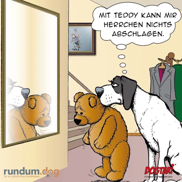 Hund schaut auf Teddybär im Fenster, denkt: «Mit Teddy kann mir herrchen nichts abschlagen»