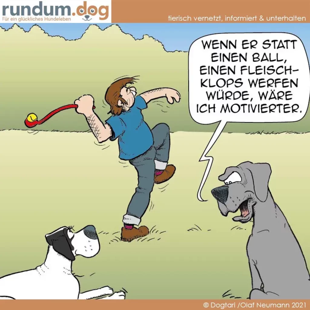 Halter wirft Ball für zwei Hunde; grauer Hund sagt: «Wenn er statt einen Ball einen Fleischklops werfen würde, wäre ich motivierter.»