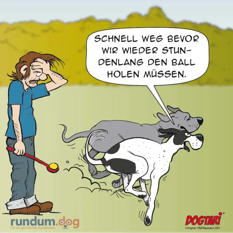 Halter hält Leine mit Ball, zwei Hunde zerren in entgegengesetzte Richtungen und ignorieren den Ball völlig