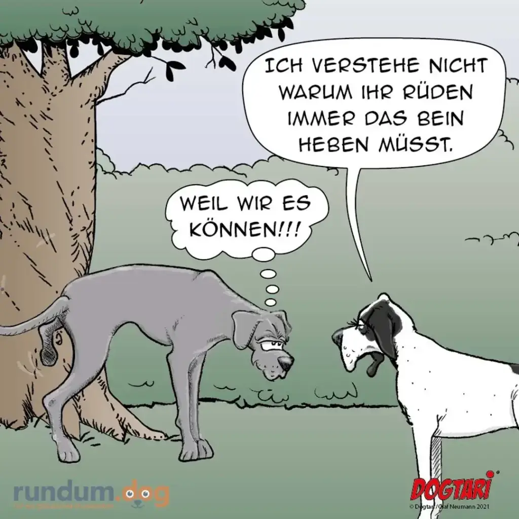 Grauer Hund unter Baum sagt zu weiss-schwarzem Hund: Ich verstehe nicht, warum ihr Rüden immer das Bein heben müsst. Weiss-schwarzer Hund antwortet: Weil wir es können!!!