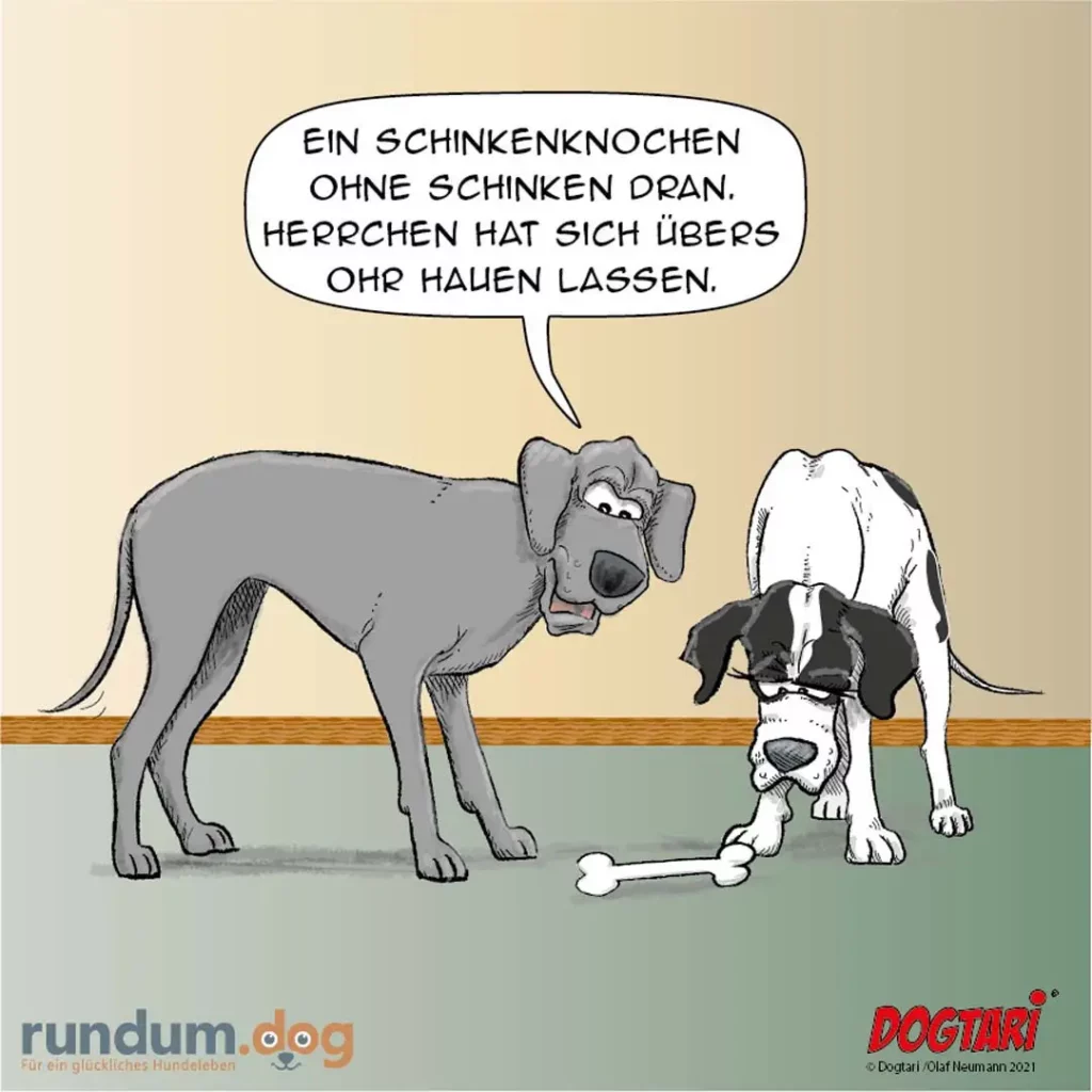 Grauer Hund spricht zu schwarzweissem Hund, der vor einem Knochen sitzt: Ein Schinkenkochen ohne Schinken dran