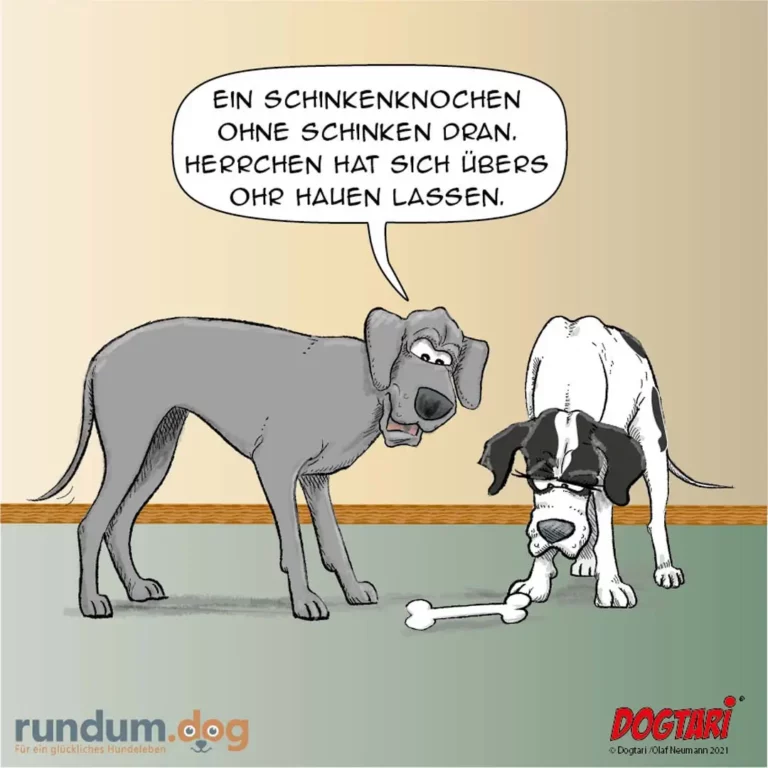 Grauer Hund spricht zu schwarzweissem Hund, der vor einem Knochen sitzt: Ein Schinkenkochen ohne Schinken dran