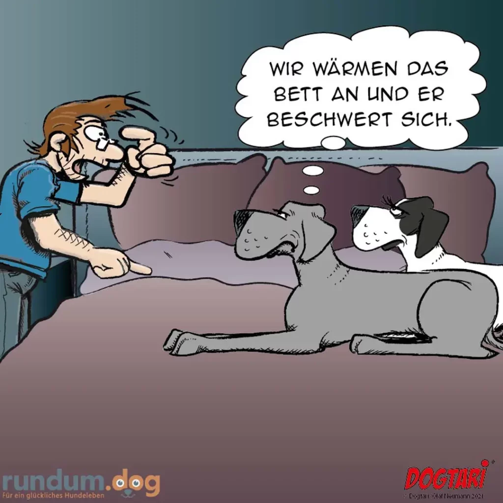 Halter wärmt sich das Bett mit zwei Hunden auf, sagt zu ihnen: Wir wärmen das Bett an und er beschwert sich.