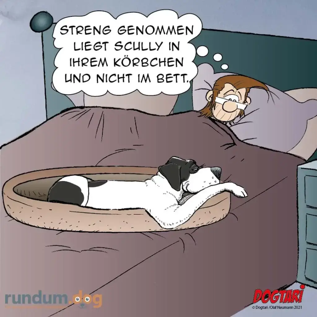 Frau im Bett zeigt auf schwarz-weissen Hund in seinem Körbchen auf dem Boden und sagt: Streng genommen liegt Scully in ihrem Körbchen und nicht im Bett