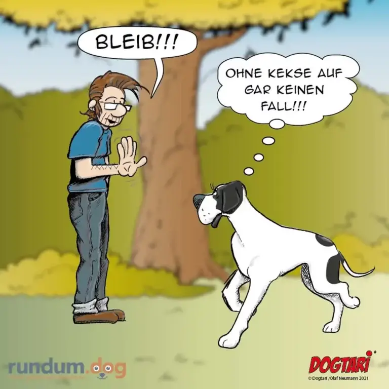Mann ruft panisch «Bleib!!!» zu seinem weiss-schwarzen Hund, der zuversichtlich auf ihn zuläuft