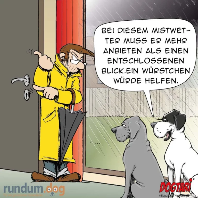 Hundetrainer in gelbem Regenmantel steht an der Tür und erklärt zwei Hunden, dass sie bei Regen mehr anbieten sollen als einen Blick
