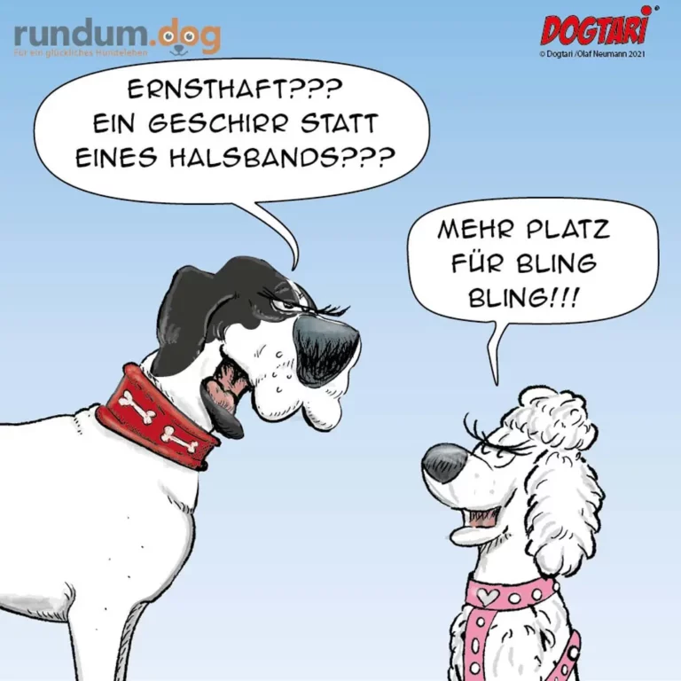 Grosser Hund mit rotem Halsband fragt einen kleinen lockigen Hund mit rosa Halsband nach mehr Platz für sein Bling-Bling