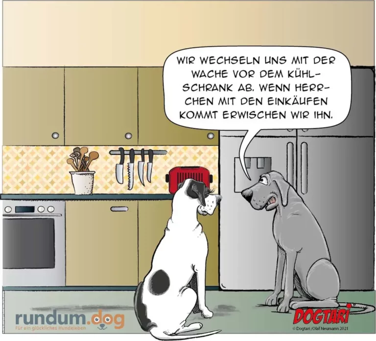 Weiss-schwarzer Hund sitzt in der Küche vor rotem Napf, grauer Hund liegt daneben auf dem Boden, beide schauen sich an