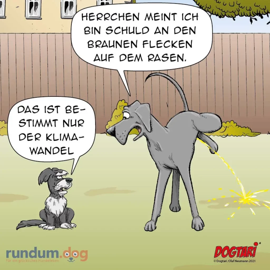 Grauer Hund pinkelt auf Rasen, kleiner weisser Hund sitzt daneben und sagt etwas