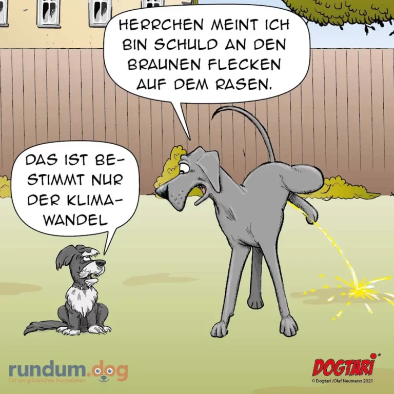 Grauer Hund pinkelt auf Rasen, kleiner weisser Hund sitzt daneben und sagt etwas