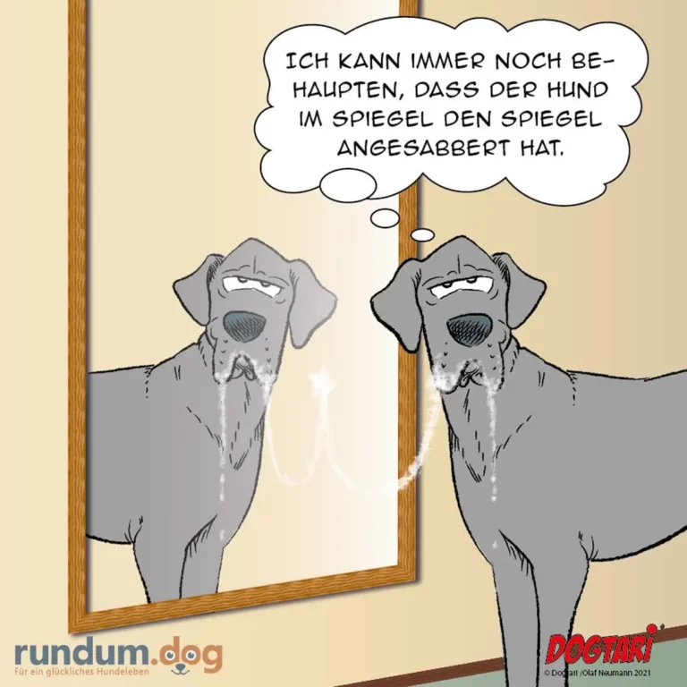 Hund schaut in Spiegel, sieht sein Spiegelbild und sagt: Ich kann immer noch behaupten, dass der Hund im Spiegel den Spiegel angesabbert hat