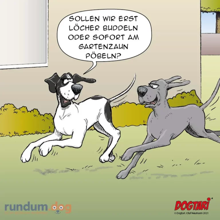 Schwarz-weisser Hund fragt grauen Hund im Garten: Sollen wir erst Löcher buddeln oder sofort am Gartenzaun pöbeln?