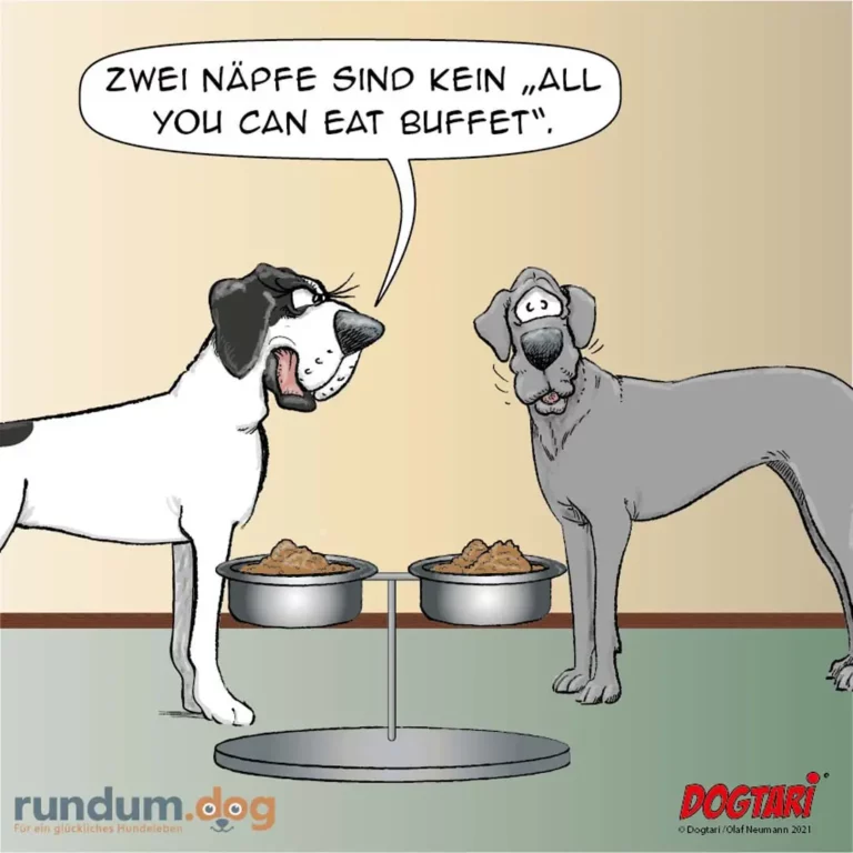 Zwei Hunde vor je einem Futternapf: weisser Hund schaut lachend auf grauen Hund, spricht von 'All you can eat Buffet'