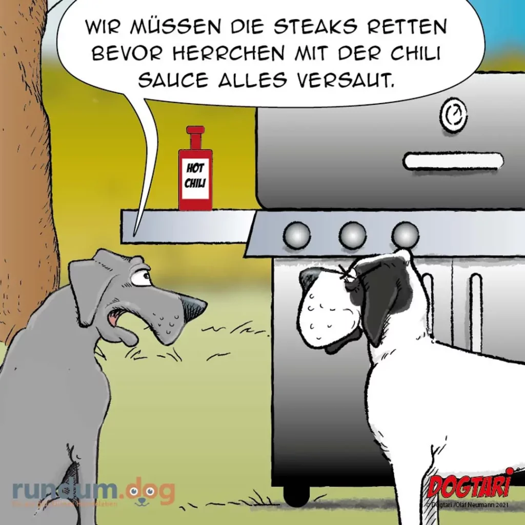Zwei Hunde in der Küche: Ein grauer Hund schaut sehnsüchtig zu, während ein weiss-schwarzer Hund am Herd steht. Eine Flasche Hot-Chili-Sauce steht auf der Arbeitsplatte.