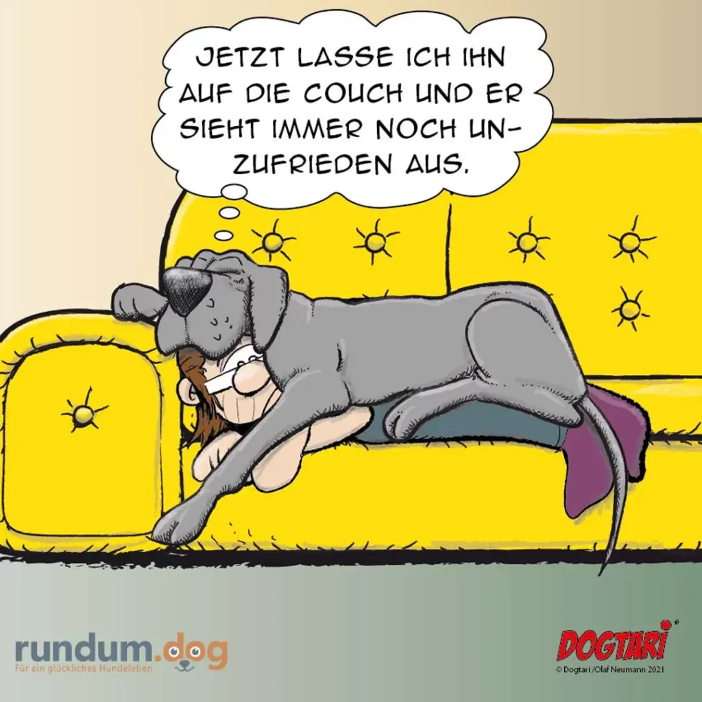Grauer Hund liegt entspannt auf gelber Couch, Halter sitzt daneben und schaut unzufrieden