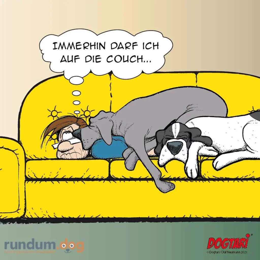 Grauer Hund liegt auf gelber Couch neben verstecktem Mann mit Sonnenbrille, denkt: «Immerhin darf ich auf die Couch»