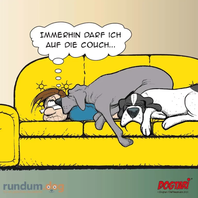 Grauer Hund liegt auf gelber Couch neben verstecktem Mann mit Sonnenbrille, denkt: «Immerhin darf ich auf die Couch»