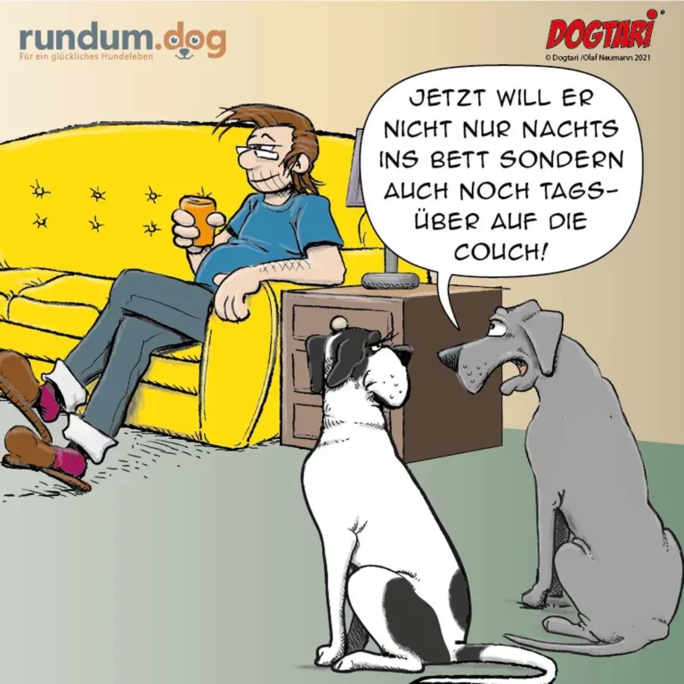 Mann sitzt auf gelber Couch mit Bier, spricht zu zwei Hunden: einer weiss-schwarze Hund sitzt, grauer Hund steht daneben