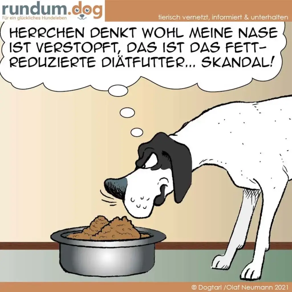 Weiss-schwarzer Hund schnüffelt an vollem Futternapf, denkt besorgt über fettreduziertes Diätfutter nach