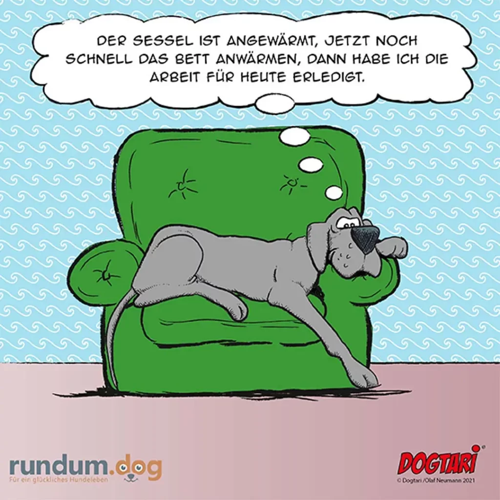 Grauer Hund liegt auf grünem Sessel, spricht vom angewärmten Sessel und noch schneller angewärmtem Bett für die Arbeit