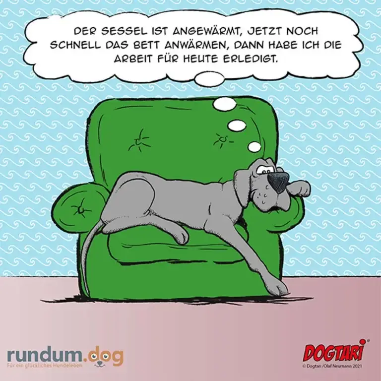 Grauer Hund liegt auf grünem Sessel, spricht vom angewärmten Sessel und noch schneller angewärmtem Bett für die Arbeit