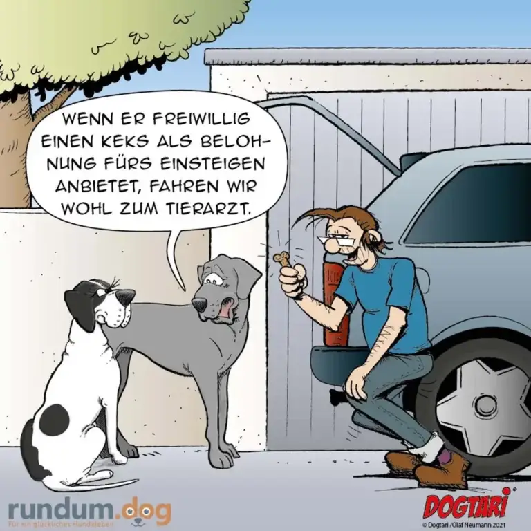 Zwei Hunde in der Garage: schwarzweisser Hund schaut zu grauem Hund, der einem Mann einen Keks anbietet. Mann sitzt im Auto und sagt, wenn der Hund freiwillig einen Keks als Belohnung anbietet, fahren sie zum Tierarzt.
