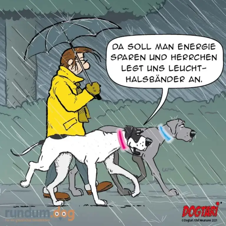 Person in gelbem Regenmantel mit Schirm geht mit zwei Hunden spazieren, die beide nass werden, während sie im Regen laufen