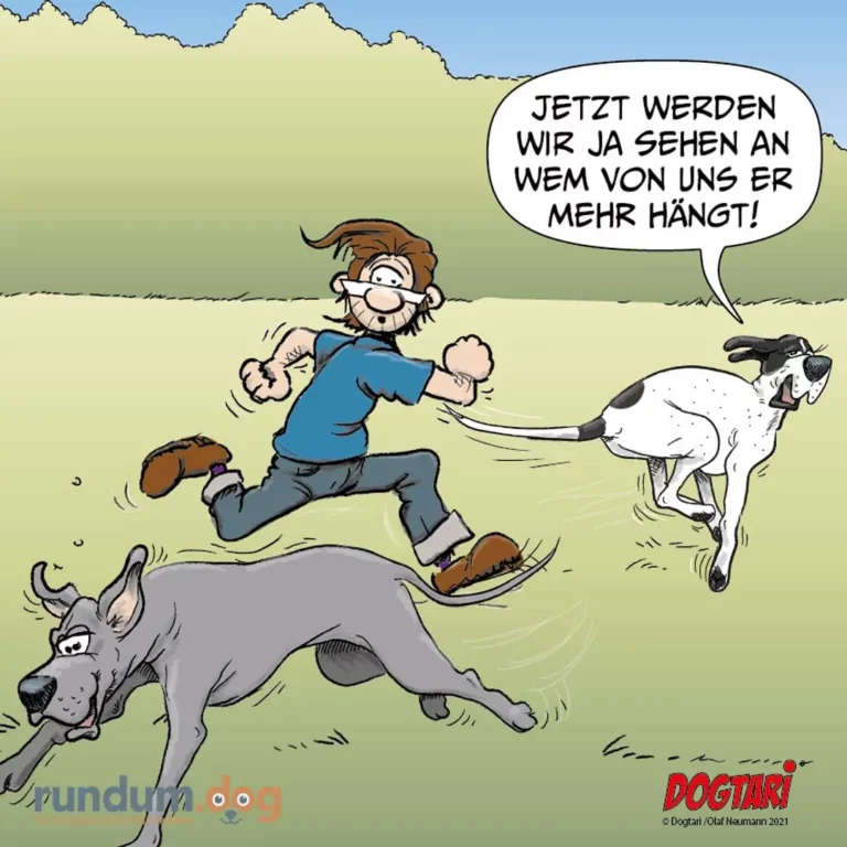 Halter wird von zwei Hunden in verschiedene Richtungen gezogen, während er mit ausgebreiteten Armen ruft und ein dritter Hund im Vordergrund schnüffelt