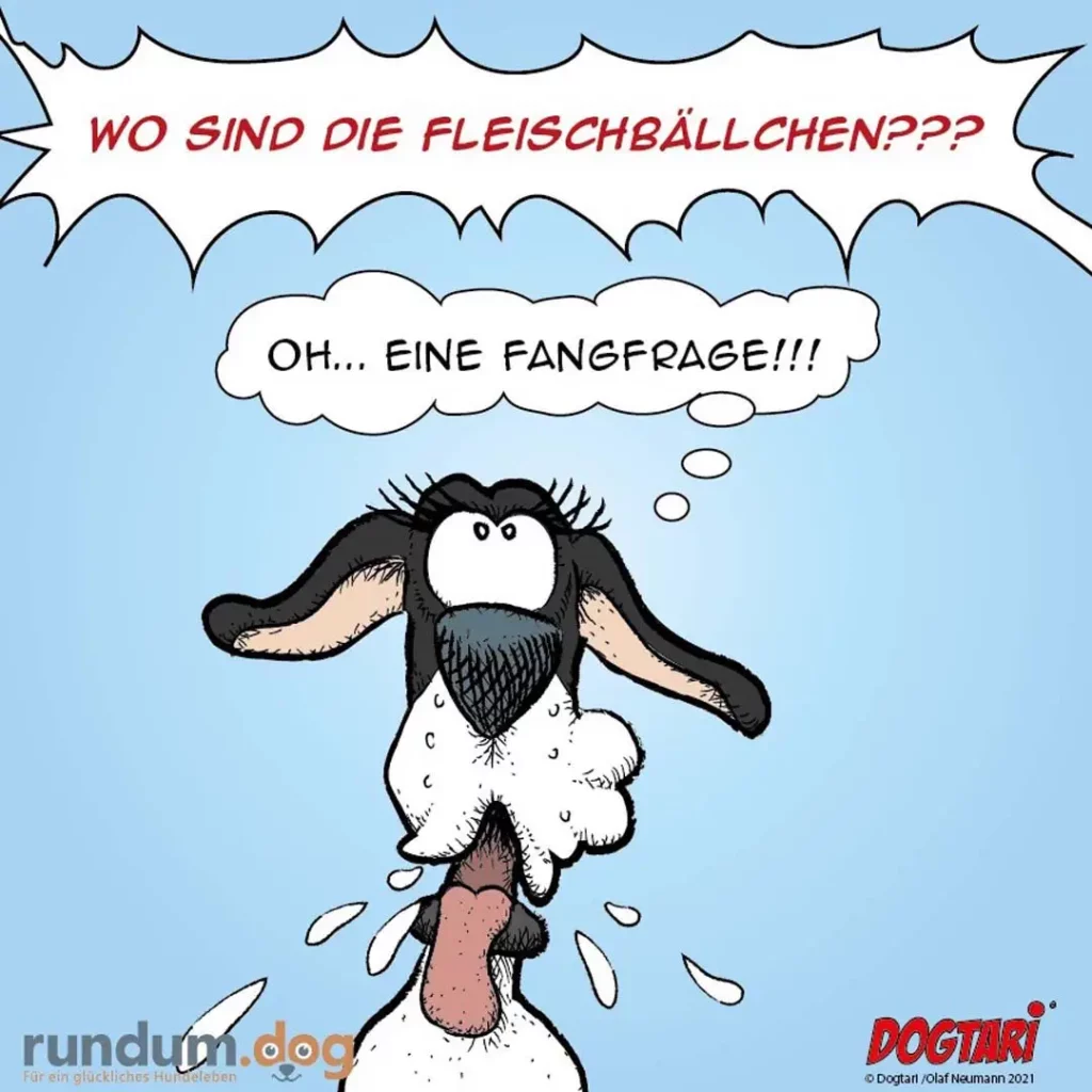 Hund mit langen Ohren und Bart schaut panisch nach oben, Speichel läuft aus dem Maul, fragt wo die Fleischbällchen sind