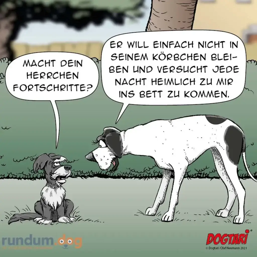 Kleiner schwarzer Hund sitzt vor grossem weiss-schwarzem Hund, beide führen ein Gespräch mit Sprechblasen