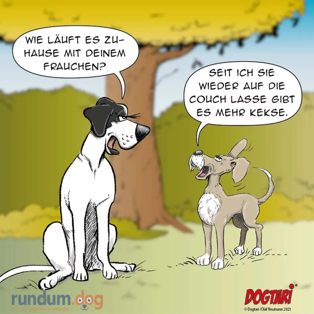 Grosser schwarz-weisser Hund fragt einen kleinen hellbraunen Hund auf einer Wiese unter einem Baum, wie es zu Hause mit seinem Frauchen läuft. Der kleine Hund antwortet, dass es mehr Kekse gibt, seit die Couch weg ist.
