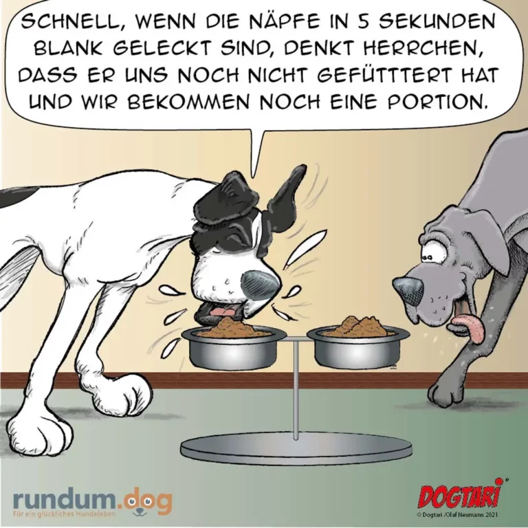 Weisser Hund mit schwarzem Kopf schaut auf zwei Näpfe, grauer Hund dahinter, Sprechblase mit deutschem Text