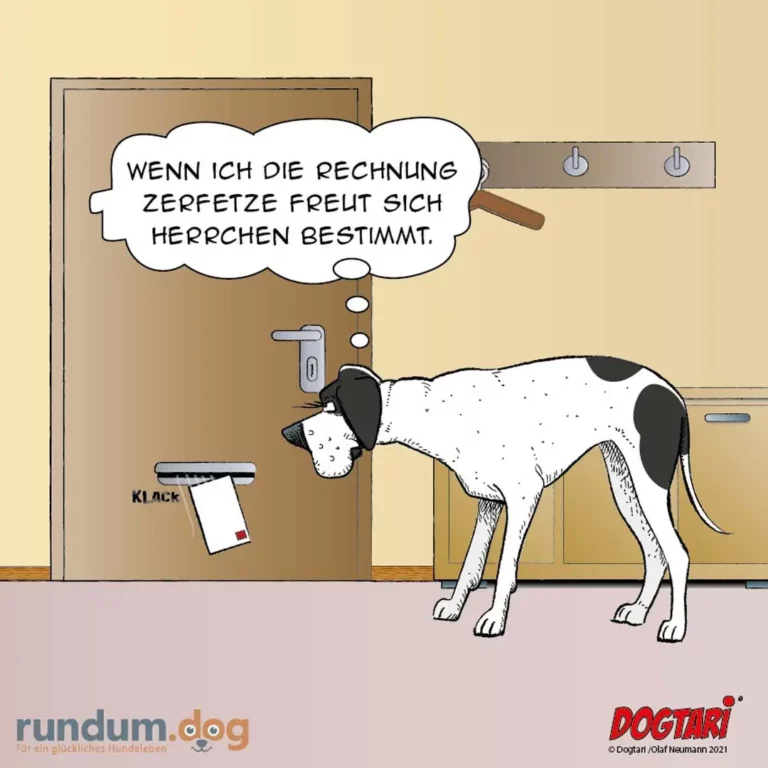 Weiss-schwarzer Hund kratzt an einer Tür und denkt: «Wenn ich die Rechnung zerfetze, freut sich herrchen bestimmt»