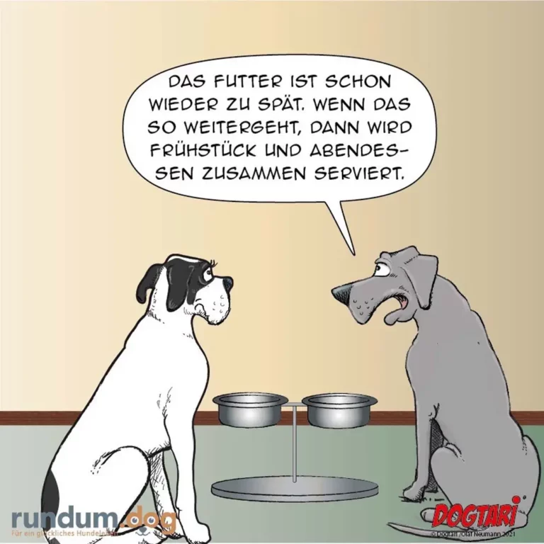 Zwei Hunde sitzen sich gegenüber an einem Tisch mit Futternäpfen, der graue Hund spricht zum weissen Hund