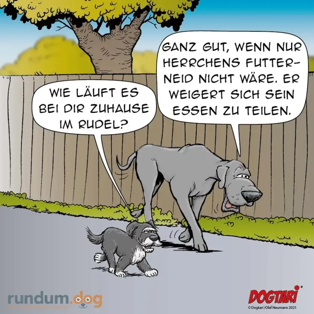 Grosser Hund und kleiner Hund im Garten. Grosser Hund sagt: «Wie läufts bei dir zuhause im Rudel?» Kleiner Hund antwortet: «Ganz gut, wenn nur Herrchens Futtterneid nicht wäre. Er weigert sich sein Essen zu teilen.»