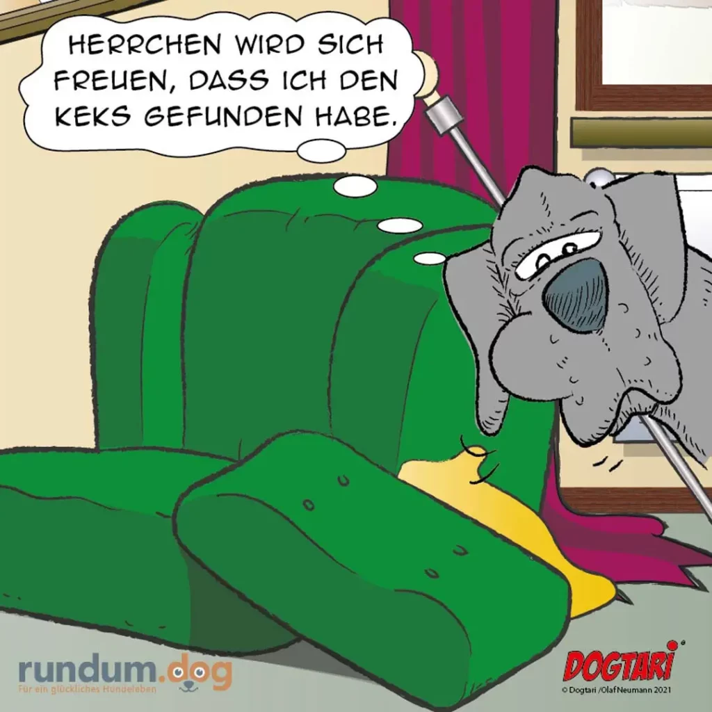 Grauer Hund sitzt auf grünem Sofa und sagt einem Herrchen, das eine Bürste hält: «Herrchen wird sich freuen, dass ich den Keks gefunden habe»