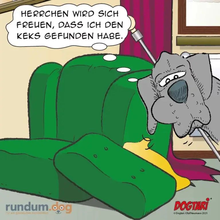 Grauer Hund sitzt auf grünem Sofa und sagt einem Herrchen, das eine Bürste hält: «Herrchen wird sich freuen, dass ich den Keks gefunden habe»