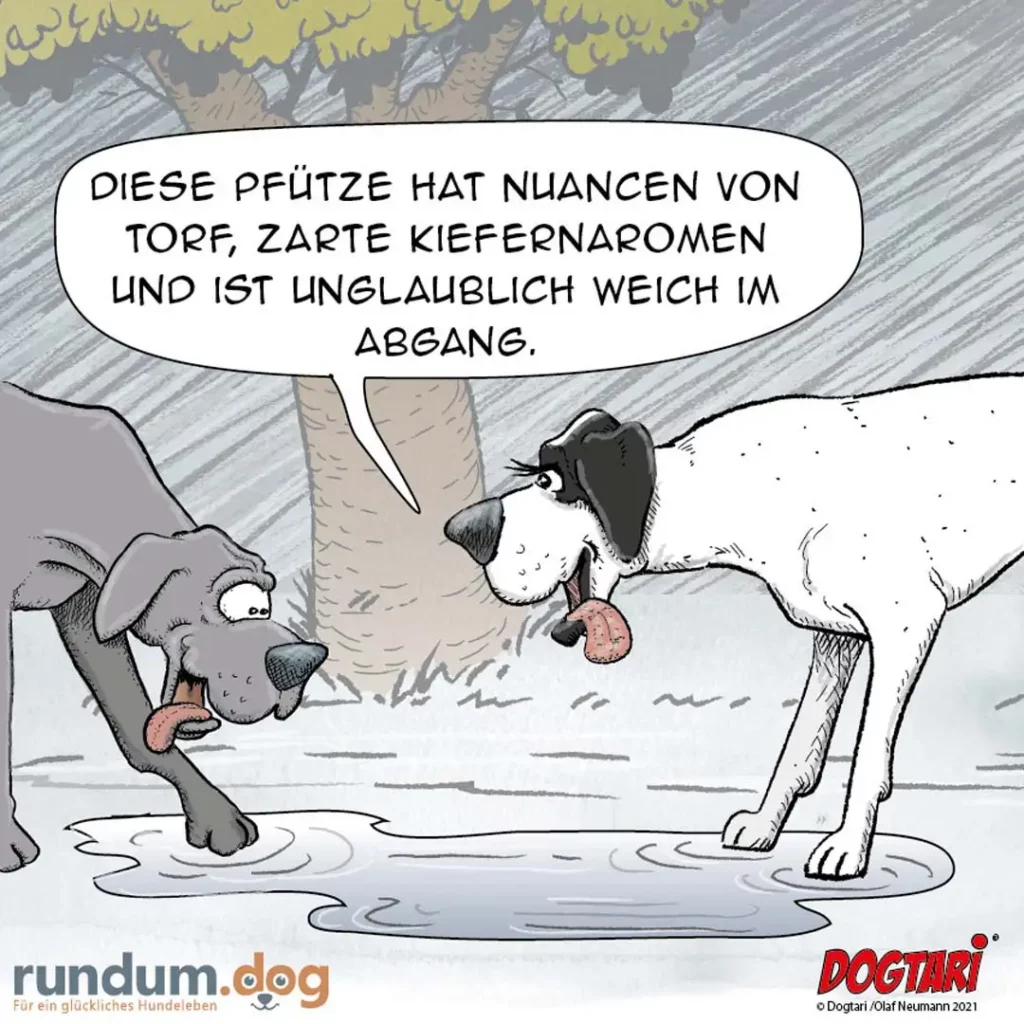 Zwei Hunde stehen sich in einer Pfütze gegenüber. Der weisse Hund erklärt dem grauen Hund fachkundig etwas über die Pfütze.
